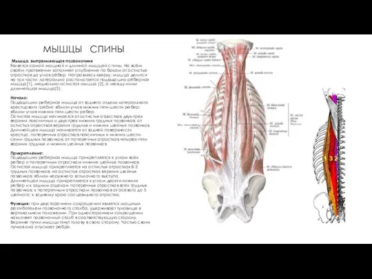 МЫШЦЫ СПИНЫ Мышца, выпрямляющая позвоночник Является самой мощной и длинной мышцей