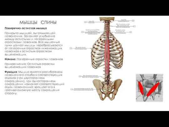 МЫШЦЫ СПИНЫ Поперечно-остистая мышца Прикрыта мышцей, выпрямляющей позвоночник. Заполняет углубление между