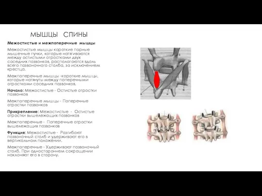 МЫШЦЫ СПИНЫ Межостистые и межпоперечные мышцы Межостистые мышцы короткие парные мышечные