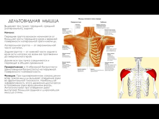 ДЕЛЬТОВИДНАЯ МЫШЦА Выделяют три пучка: передний, средний (латеральный), задний. Начало: Передняя