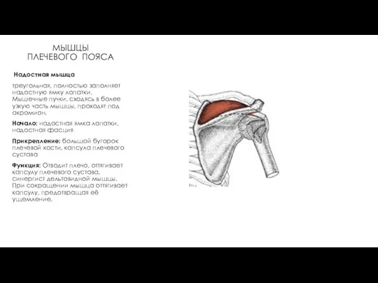 МЫШЦЫ ПЛЕЧЕВОГО ПОЯСА Надостная мышца треугольная, полностью заполняет надостную ямку лопатки.