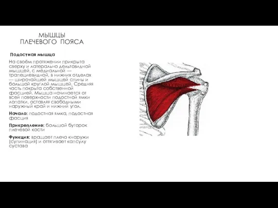 МЫШЦЫ ПЛЕЧЕВОГО ПОЯСА Подостная мышца На своём протяжении прикрыта сверху и