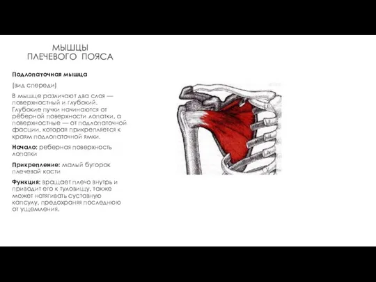 МЫШЦЫ ПЛЕЧЕВОГО ПОЯСА Подлопаточная мышца (вид спереди) В мышце различают два