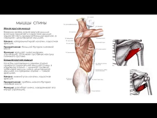 МЫШЦЫ СПИНЫ Малая круглая мышца Верхним краем малая круглая мышца вплотную