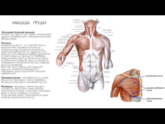 МЫШЦЫ ГРУДИ Большая грудная мышца Имеет три части или пучка: ключичную,