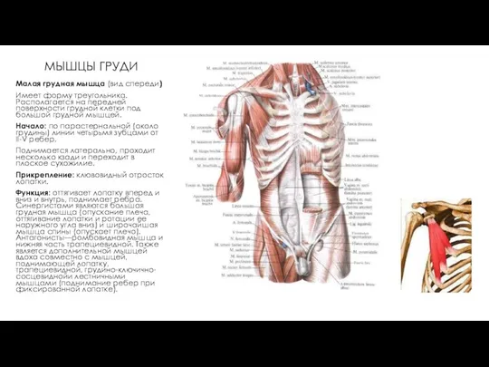 МЫШЦЫ ГРУДИ Малая грудная мышца (вид спереди) Имеет форму треугольника. Располагается