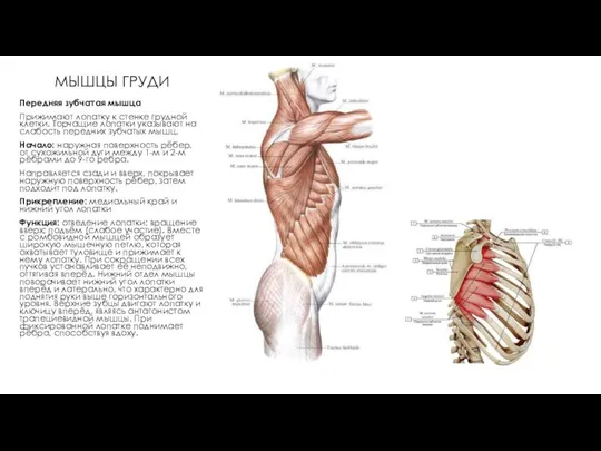 МЫШЦЫ ГРУДИ Передняя зубчатая мышца Прижимают лопатку к стенке грудной клетки.