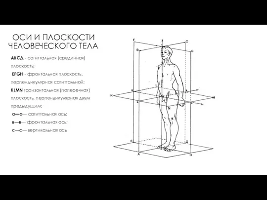 ОСИ И ПЛОСКОСТИ ЧЕЛОВЕЧЕСКОГО ТЕЛА АВСД - сагиттальная (срединная) плоскость; ЕFGH