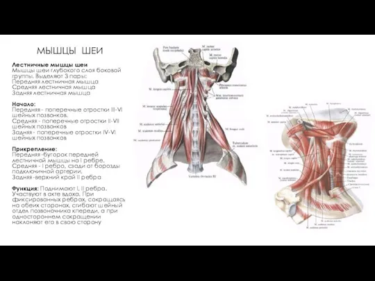 МЫШЦЫ ШЕИ Лестничные мышцы шеи Мышцы шеи глубокого слоя боковой группы.