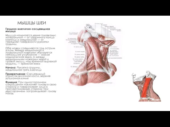 МЫШЦЫ ШЕИ Грудино-ключично-сосцевидная мышца Мышца начинается двумя головками: латеральной — от