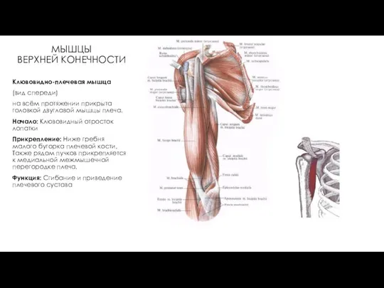 МЫШЦЫ ВЕРХНЕЙ КОНЕЧНОСТИ Клювовидно-плечевая мышца (вид спереди) на всём протяжении прикрыта