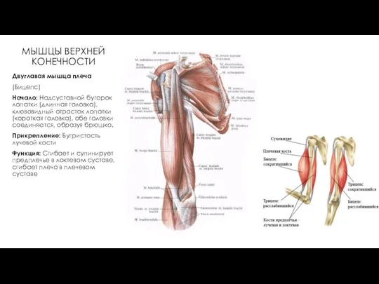 МЫШЦЫ ВЕРХНЕЙ КОНЕЧНОСТИ Двуглавая мышца плеча (Бицепс) Начало: Надсуставной бугорок лопатки