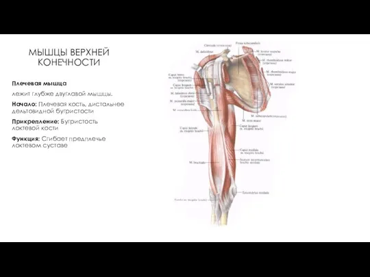МЫШЦЫ ВЕРХНЕЙ КОНЕЧНОСТИ Плечевая мышца лежит глубже двуглавой мышцы. Начало: Плечевая