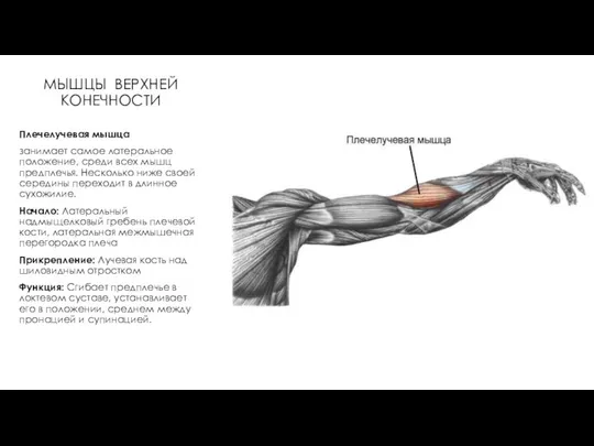 МЫШЦЫ ВЕРХНЕЙ КОНЕЧНОСТИ Плечелучевая мышца занимает самое латеральное положение, среди всех