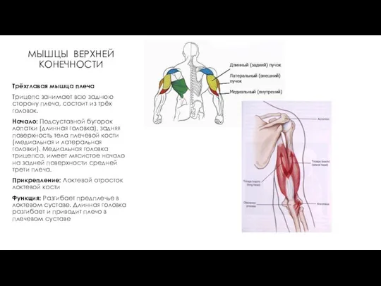 МЫШЦЫ ВЕРХНЕЙ КОНЕЧНОСТИ Трёхглавая мышца плеча Трицепс занимает всю заднюю сторону