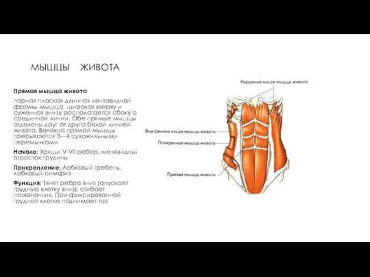 МЫШЦЫ ЖИВОТА Прямая мышца живота парная плоская длинная лентовидной формы мышца,