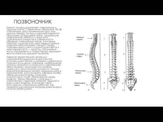 ПОЗВОНОЧНИК Скелет туловища включает позвоночник и грудную клетку. Позвоночник образован 33–34