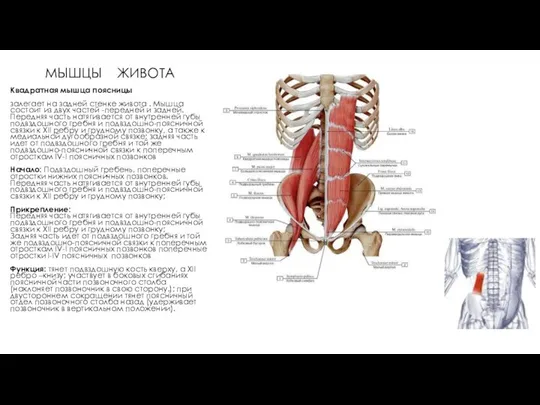 МЫШЦЫ ЖИВОТА Квадратная мышца поясницы залегает на задней стенке живота .