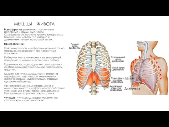 МЫШЦЫ ЖИВОТА В диафрагме различают поясничную, реберную и грудинную части. Смещаемость
