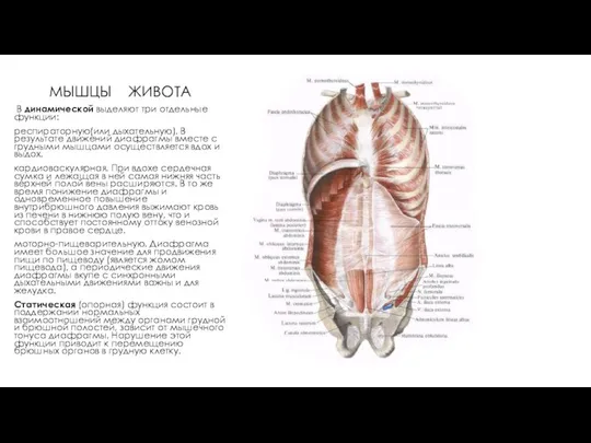 МЫШЦЫ ЖИВОТА В динамической выделяют три отдельные функции: респираторную(или дыхательную). В