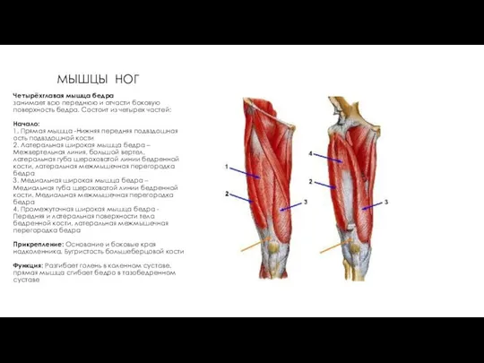 МЫШЦЫ НОГ Четырёхглавая мышца бедра занимает всю переднюю и отчасти боковую