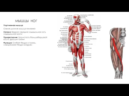 МЫШЦЫ НОГ Портняжная мышца Самая длинная мышца человека Начало: Верхняя передняя