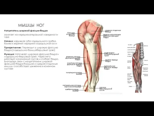 МЫШЦЫ НОГ Напрягатель широкой фасции бедра залегает на переднелатеральной поверхности таза