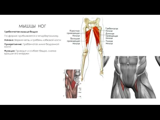 МЫШЦЫ НОГ Гребенчатая мышца бедра По форме приближается к четырёхугольнику. Начало: