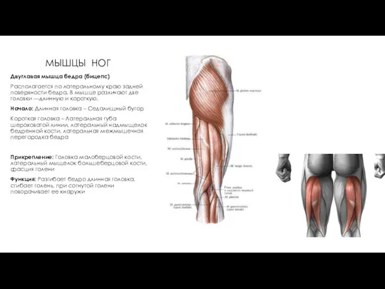 МЫШЦЫ НОГ Двуглавая мышца бедра (бицепс) Располагается по латеральному краю задней