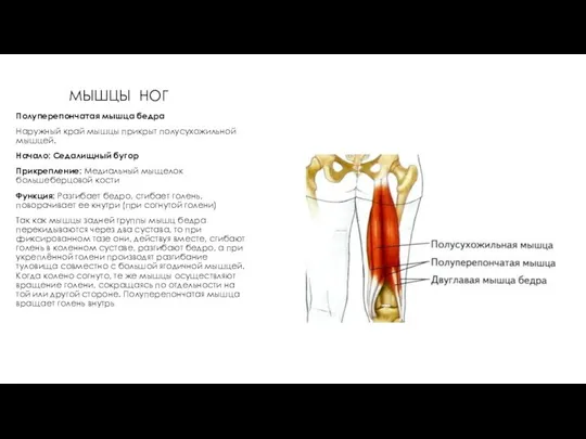 МЫШЦЫ НОГ Полуперепончатая мышца бедра Наружный край мышцы прикрыт полусухожильной мышцей.