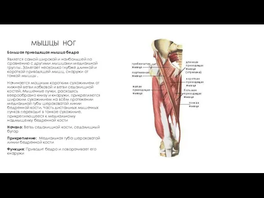 МЫШЦЫ НОГ Большая приводящая мышца бедра Является самой широкой и наибольшей