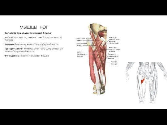 МЫШЦЫ НОГ Короткая приводящая мышца бедра небольшая мышца медиальной группы мышц