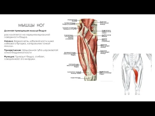 МЫШЦЫ НОГ Длинная приводящая мышца бедра располагается на переднемедиальной поверхности бедра.