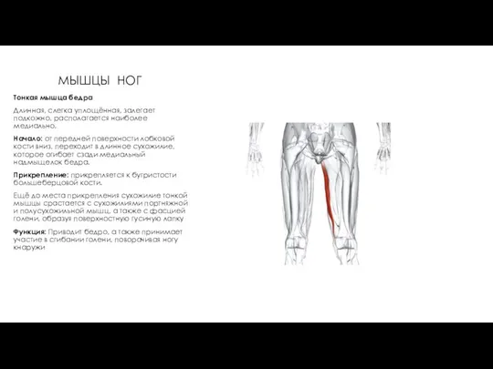 МЫШЦЫ НОГ Тонкая мышца бедра Длинная, слегка уплощённая, залегает подкожно, располагается