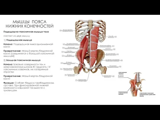 МЫШЦЫ ПОЯСА НИЖНИХ КОНЕЧНОСТЕЙ Подвздошно-поясничная мышца таза состоит из двух мышц: