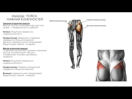 МЫШЦЫ ПОЯСА НИЖНИХ КОНЕЧНОСТЕЙ Средняя ягодичная мышца Мышца толстая, в ней