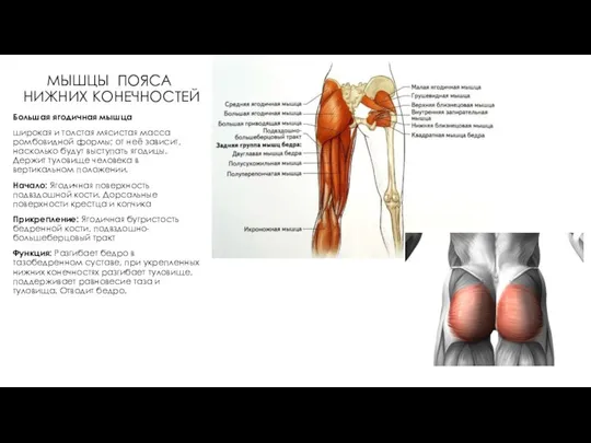 МЫШЦЫ ПОЯСА НИЖНИХ КОНЕЧНОСТЕЙ Большая ягодичная мышца широкая и толстая мясистая