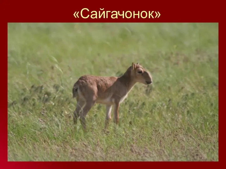 «Сайгачонок»