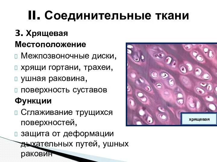 3. Хрящевая Местоположение Межпозвоночные диски, хрящи гортани, трахеи, ушная раковина, поверхность