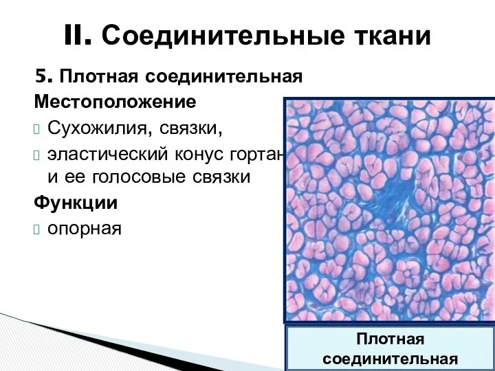 5. Плотная соединительная Местоположение Сухожилия, связки, эластический конус гортани и ее