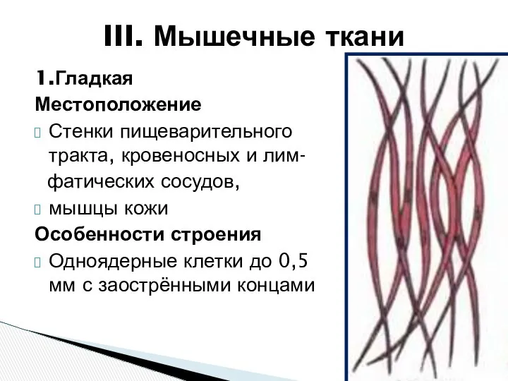 1.Гладкая Местоположение Стенки пищеварительного тракта, кровеносных и лим- фатических сосудов, мышцы