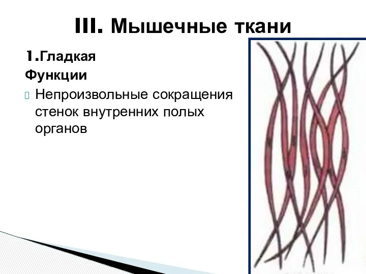 1.Гладкая Функции Непроизвольные сокращения стенок внутренних полых органов III. Мышечные ткани