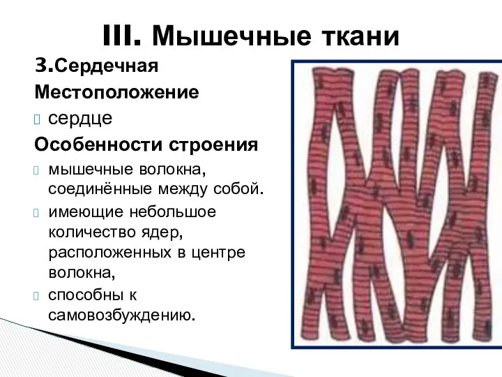 3.Сердечная Местоположение сердце Особенности строения мышечные волокна, соединённые между собой. имеющие