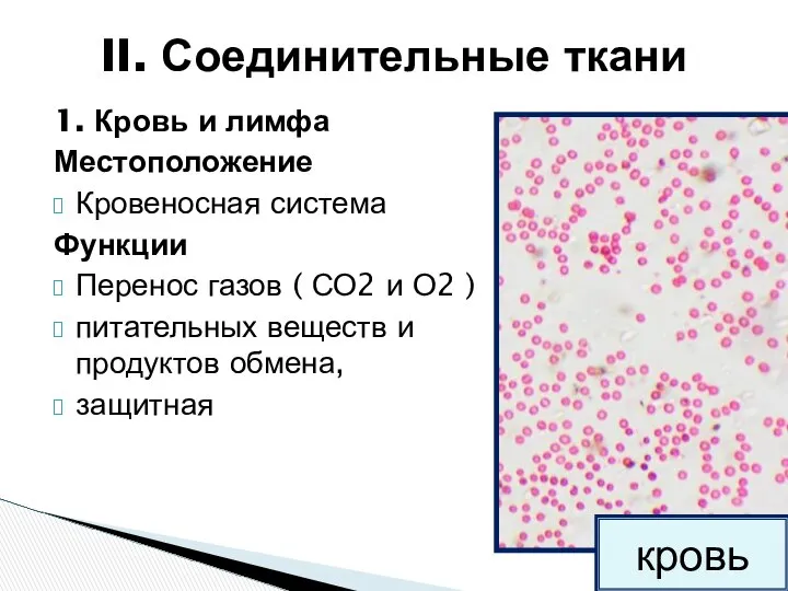 1. Кровь и лимфа Местоположение Кровеносная система Функции Перенос газов (