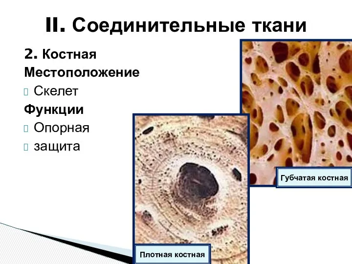 2. Костная Местоположение Скелет Функции Опорная защита II. Соединительные ткани Губчатая костная Плотная костная