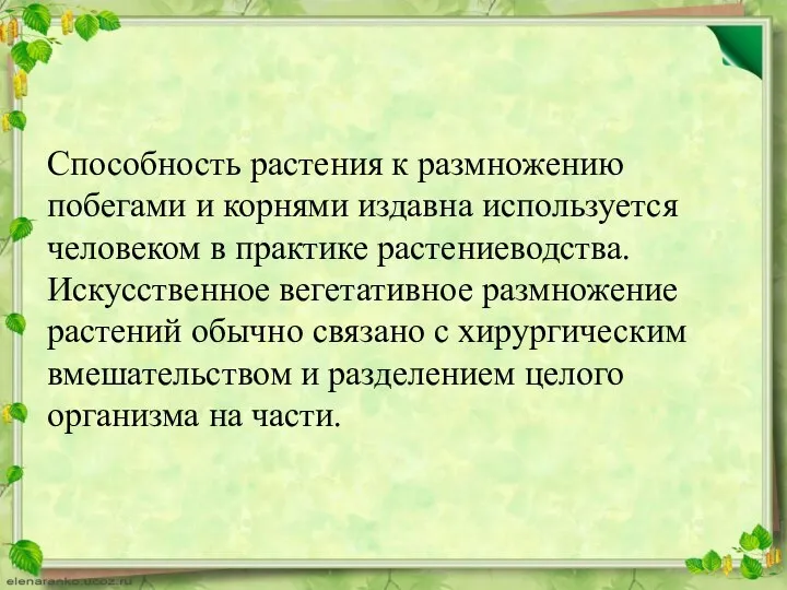 Способность растения к размножению побегами и корнями издавна используется человеком в