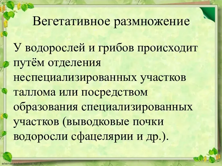 Вегетативное размножение У водорослей и грибов происходит путём отделения неспециализированных участков