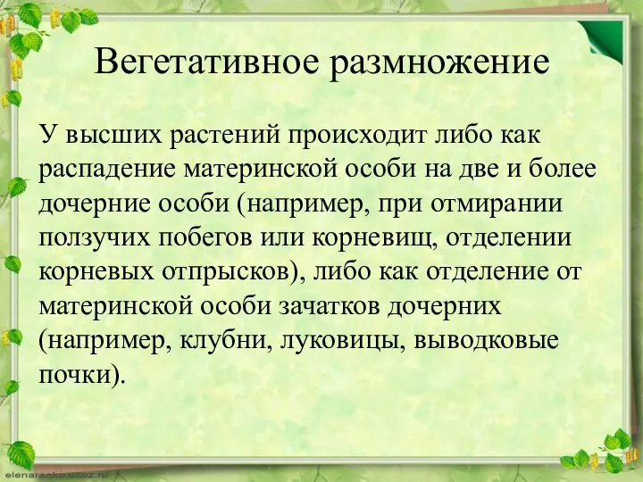 Вегетативное размножение У высших растений происходит либо как распадение материнской особи