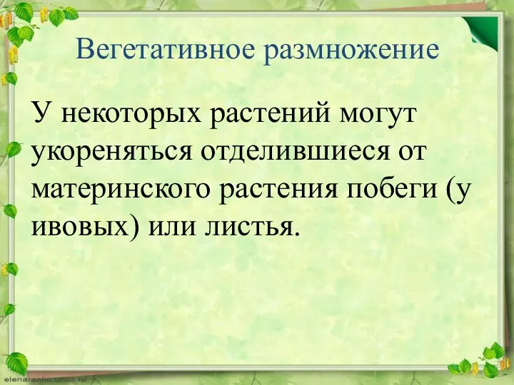 Вегетативное размножение У некоторых растений могут укореняться отделившиеся от материнского растения побеги (у ивовых) или листья.