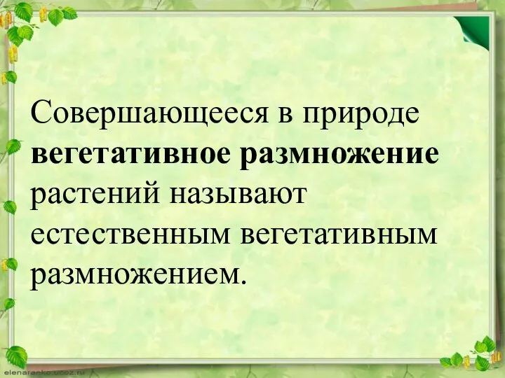 Совершающееся в природе вегетативное размножение растений называют естественным вегетативным размножением.